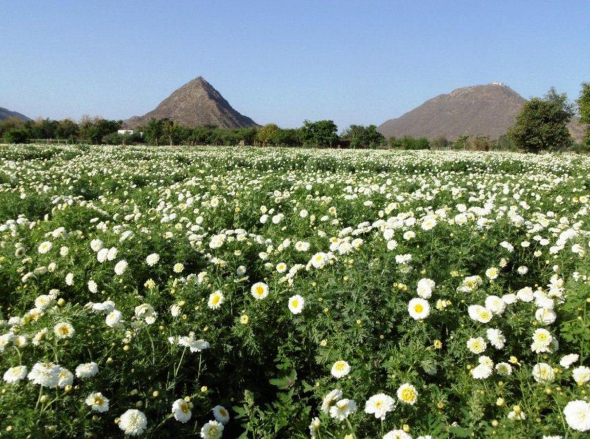 The Country Side Resorts Pushkar Exteriör bild